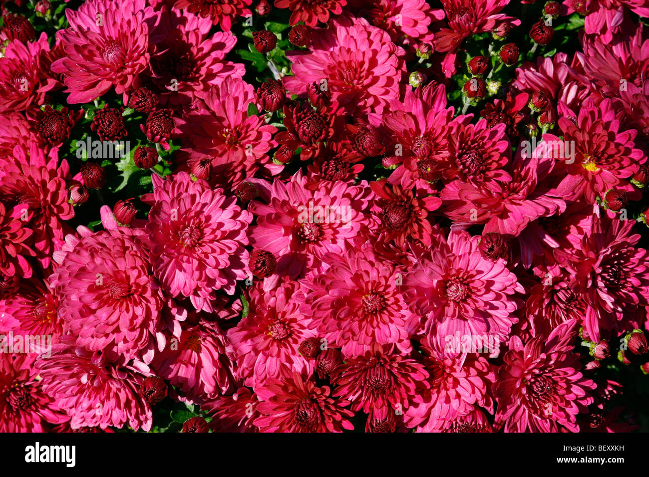 Chrysanthemum Hybrid High Resolution Stock Photography and Images - Alamy