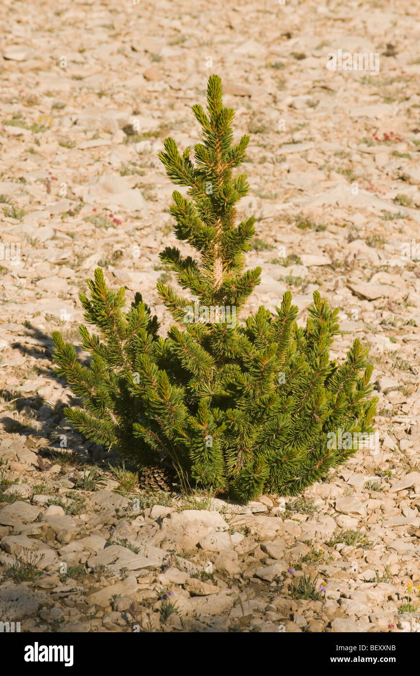 Bristlecone Pine (Pinus longaeva) Seedling : Oldest Living Things, Patriarch Grove, White Mountains, California Stock Photo
