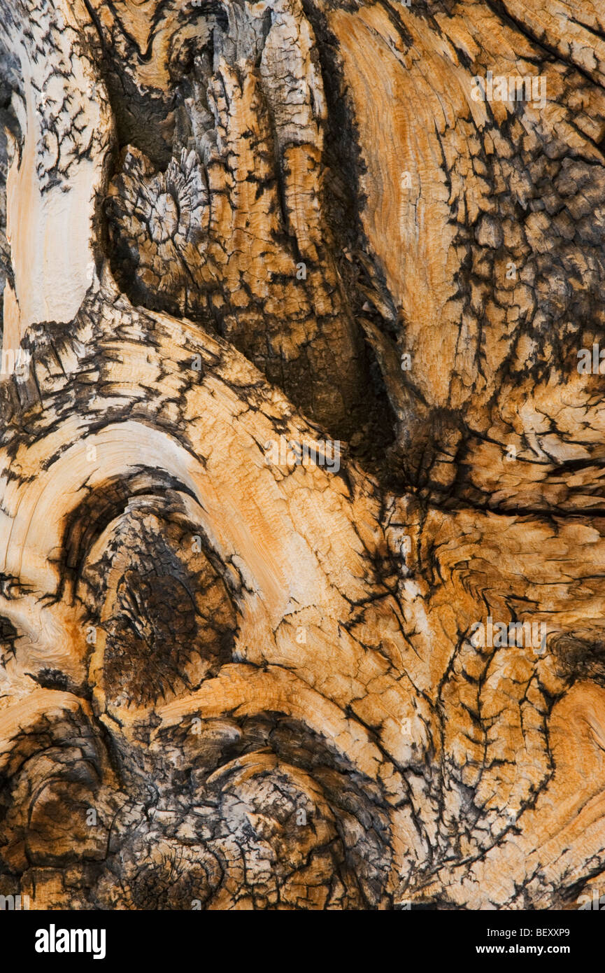 Bristlecone Pine (Pinus longaeva) Oldest Living Things, Detail of twisted wood, White Mountains, California Stock Photo