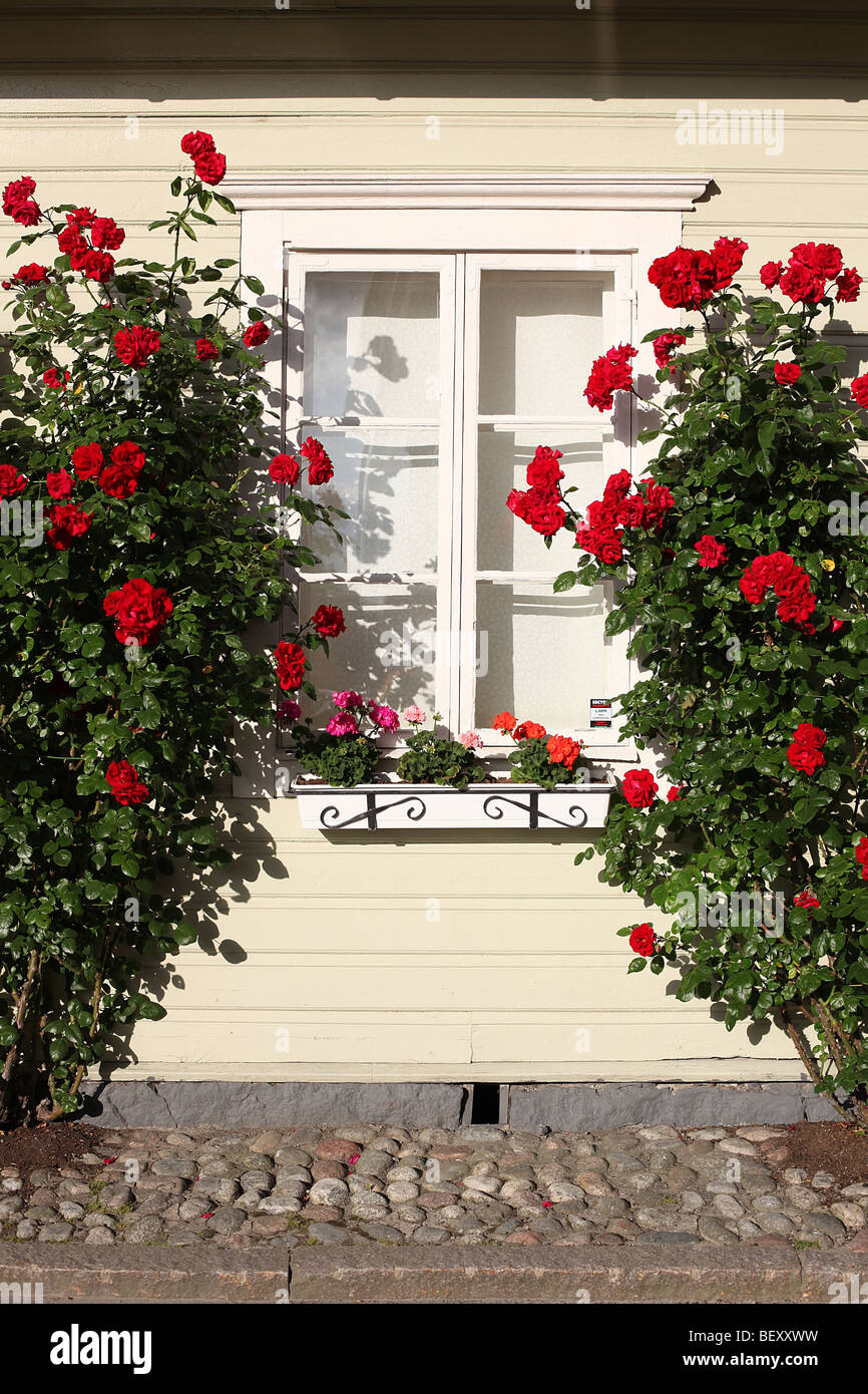 window with rose bushes Stock Photo