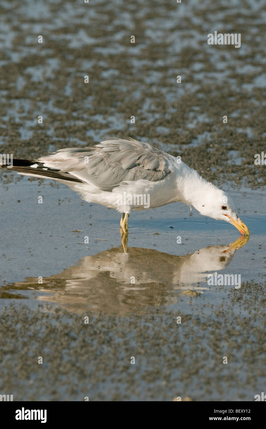 California Gull (Larus californicus) feeding on Alkali Flies (Ephydra hians) Mono Lake, California Stock Photo