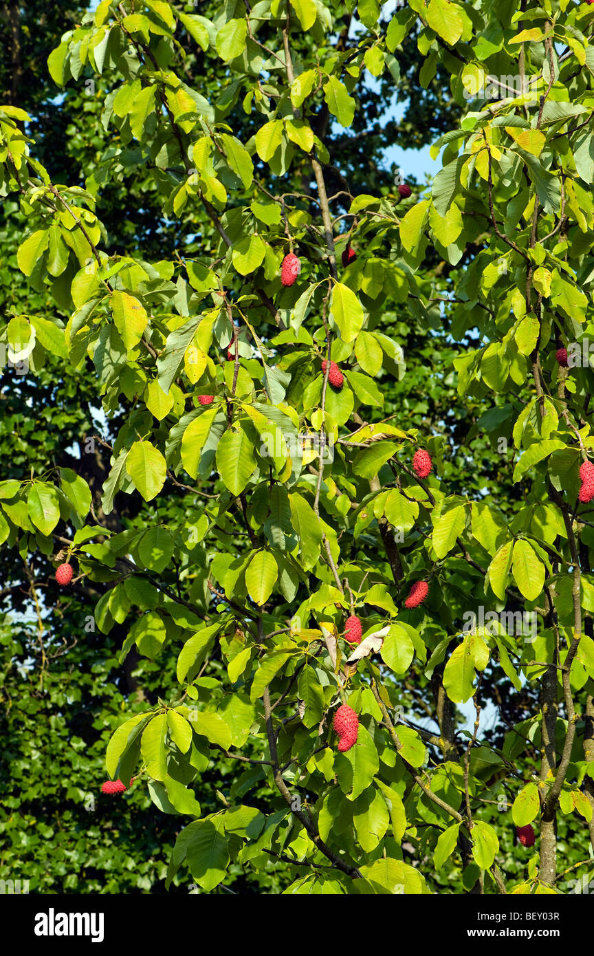 Magnoliaceae MAGNOLIA OBOVATA thunberg s.o asia fruit Magnolie AUTUMN seedhead seed head red pink rose orange sticky Stock Photo