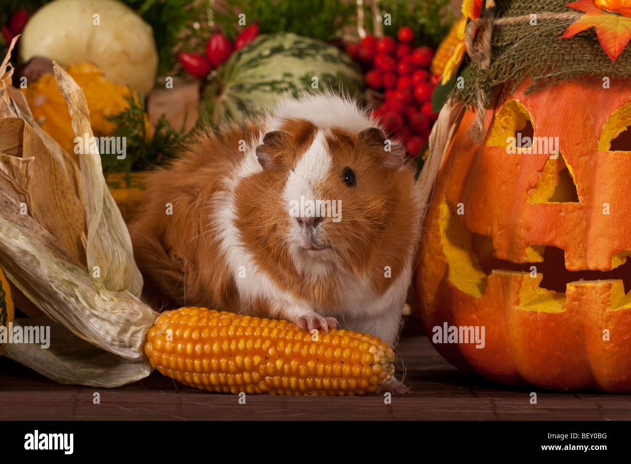 Guinea pumpkin hi-res stock photography and images - Alamy - Guinea Pig Pumpkin And Radish Recipes