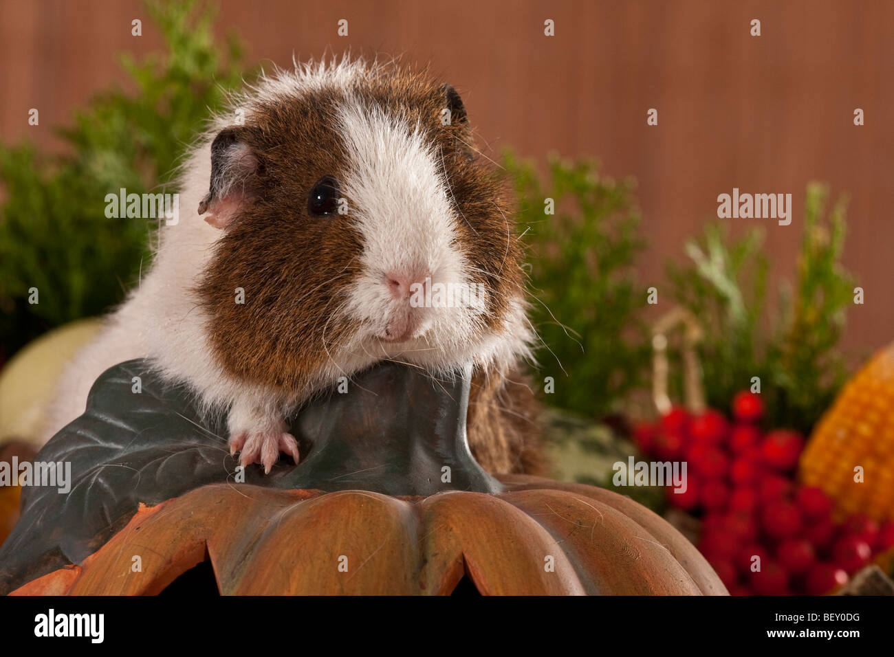 guinea pig sitting on a pumpkin Stock Photo - Alamy