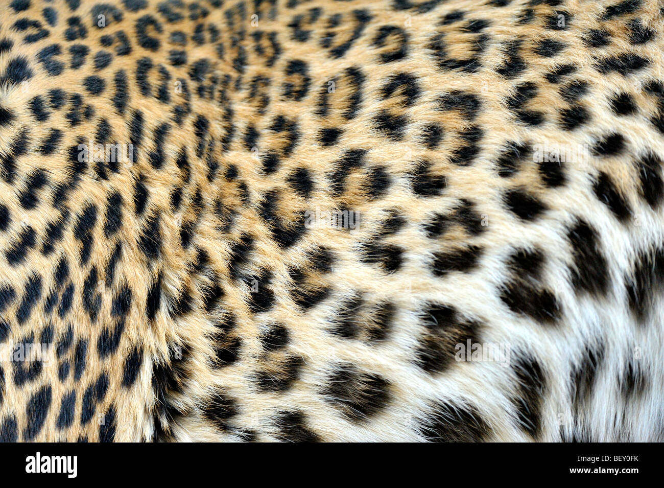 Spots on a leopard's skin Stock Photo - Alamy