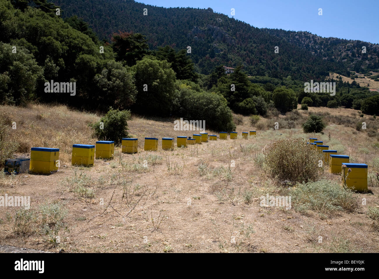 Bee Hives in field near Mount Parnassus Sterea Eleada Greece Stock Photo