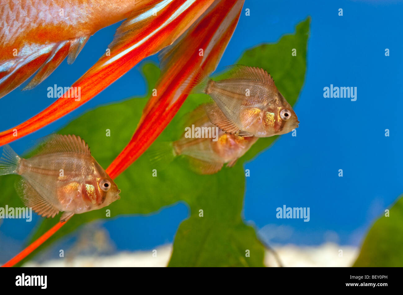 pompadour diskus fish diskusfish red brown SANTAREM DISCUS fish Cichlid