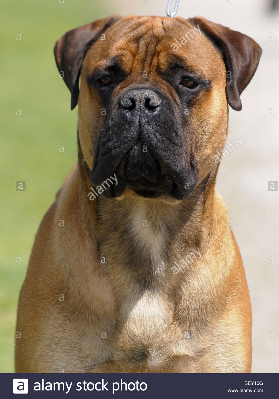 bullmastiff stock photo 26409056