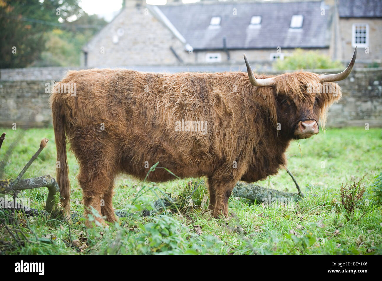 Scotish Highland cow in a field Stock Photo - Alamy