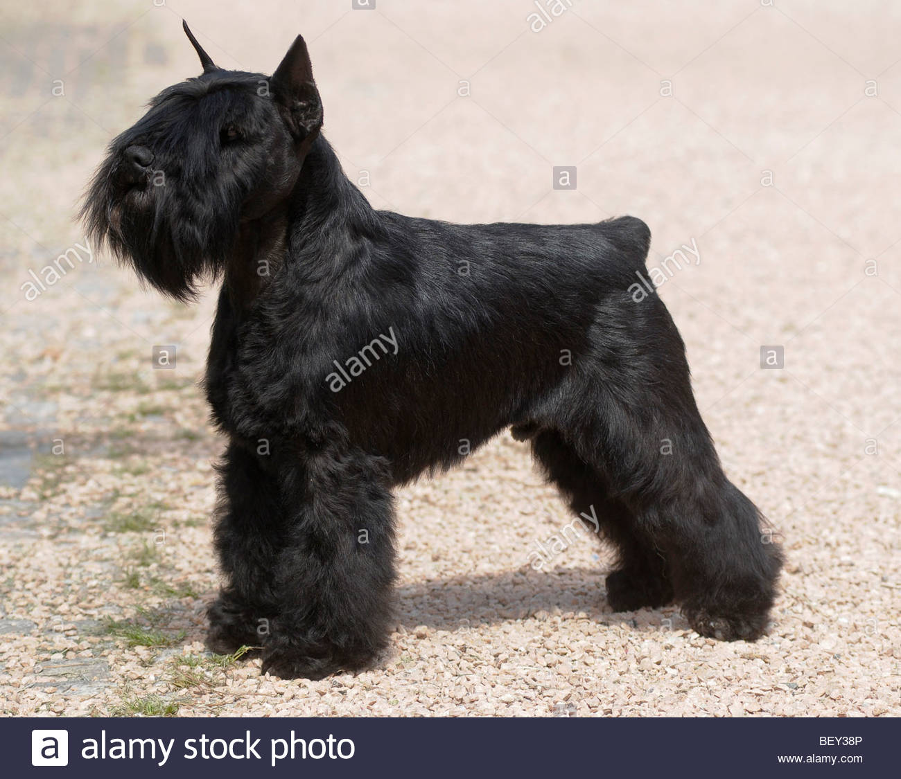 schnauzer zwergschnauzer or dwarf schnauzer Stock Photo: 26410854 - Alamy