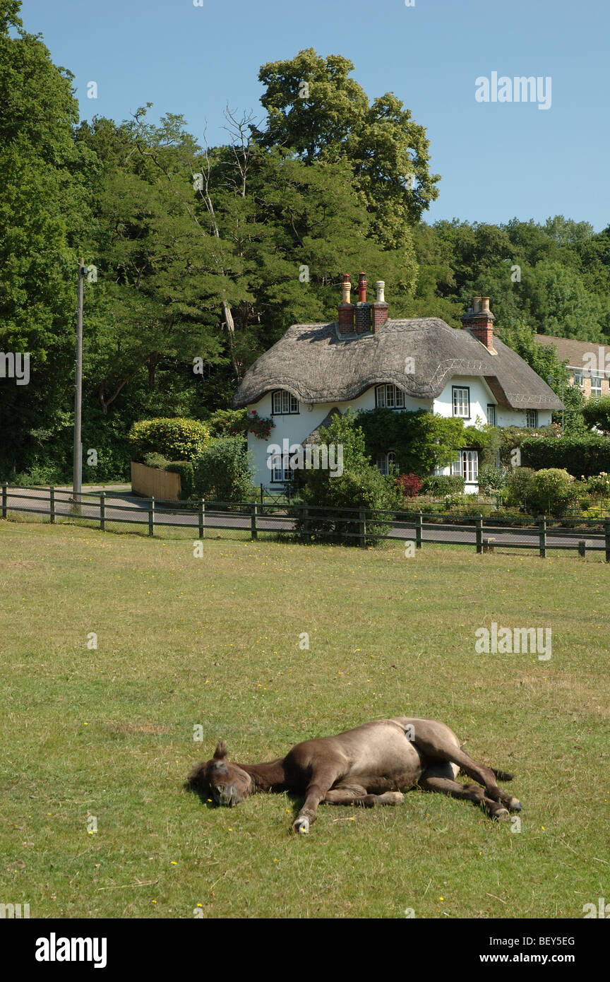 New Forest pony lying down at Swan Green, Lyndhurst, Hampshire, England, UK Stock Photo