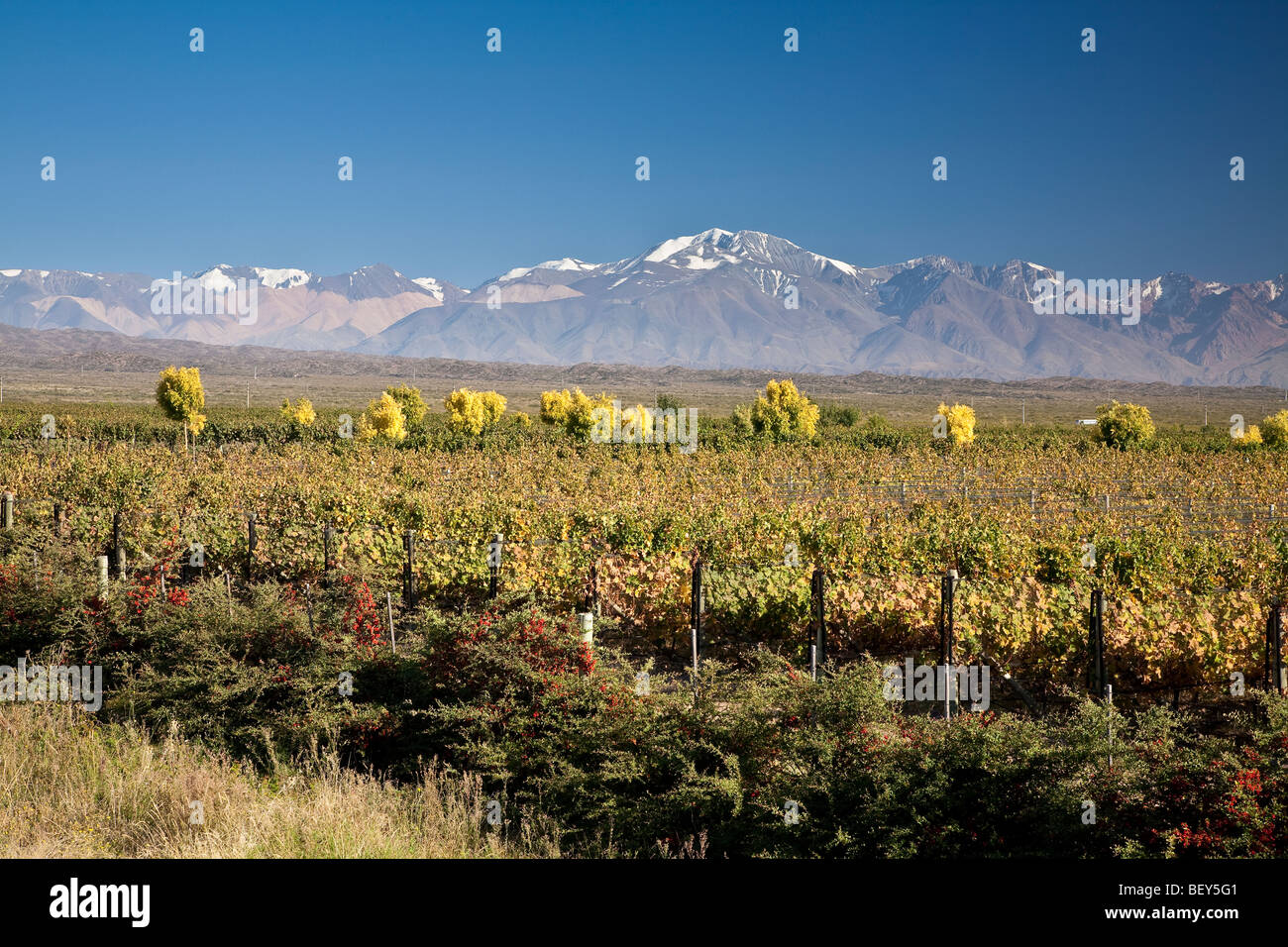 Vineyards in Uco Valley, Andes Mountain Range in background, Tupungato, Mendoza province, Central Andes, Argentina Stock Photo