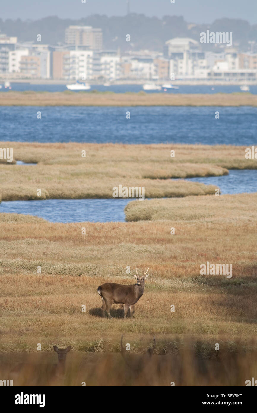 Sika deer (Cervus nippon) grazing on salt marsh at Arne Bay in Poole Harbour. Dorset, UK. Stock Photo