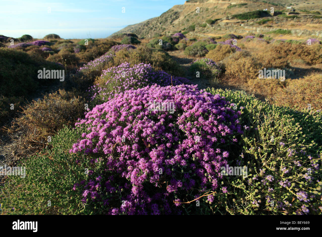 greece cyclades sikinos wild thyme in flower Stock Photo