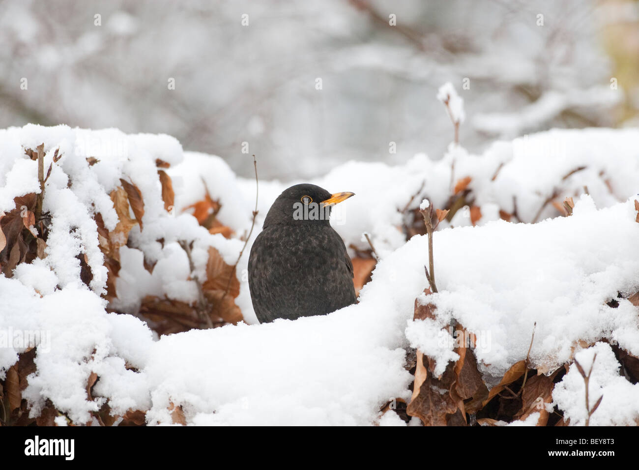 Blackbird Turdus merula on hedge in deep snow Stock Photo