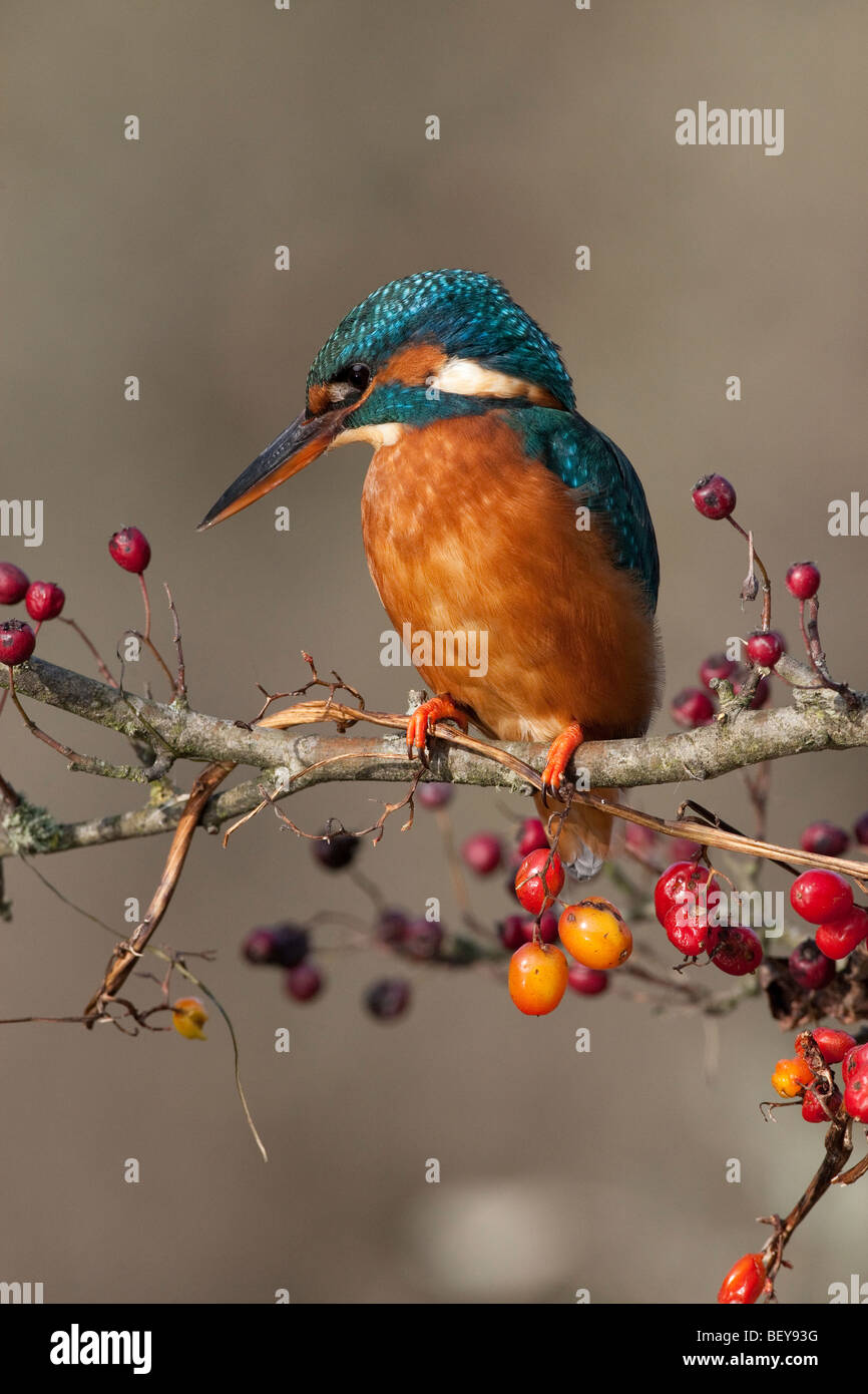 Kingfisher Alcedo athis on tree in autumn with red berries Stock Photo