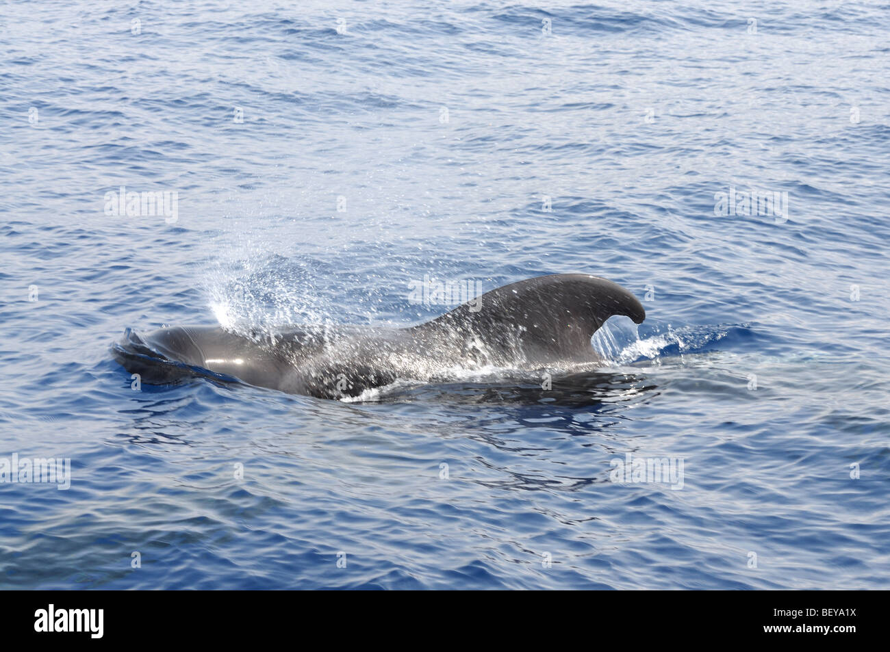 Pilot whale at the coast of Tenerife, Canary Islands Spain Stock Photo