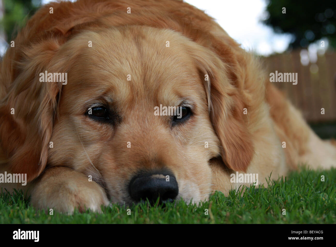 Sad golden retriever lying on the grass. Stock Photo