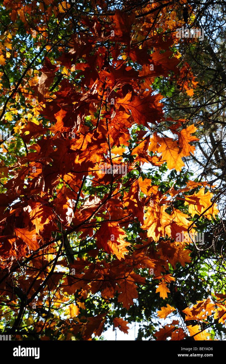 Autumn colours in Staffordshire Stock Photo