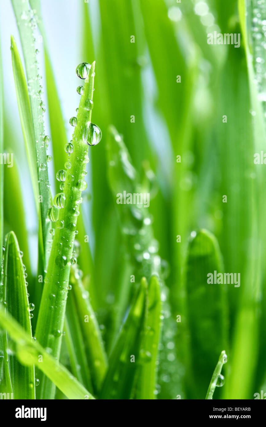 Dew drop on a green grass Stock Photo