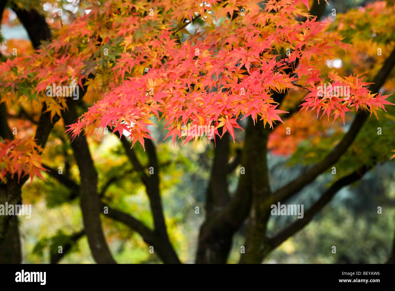 Fall foliage japanese maple hi-res stock photography and images - Alamy