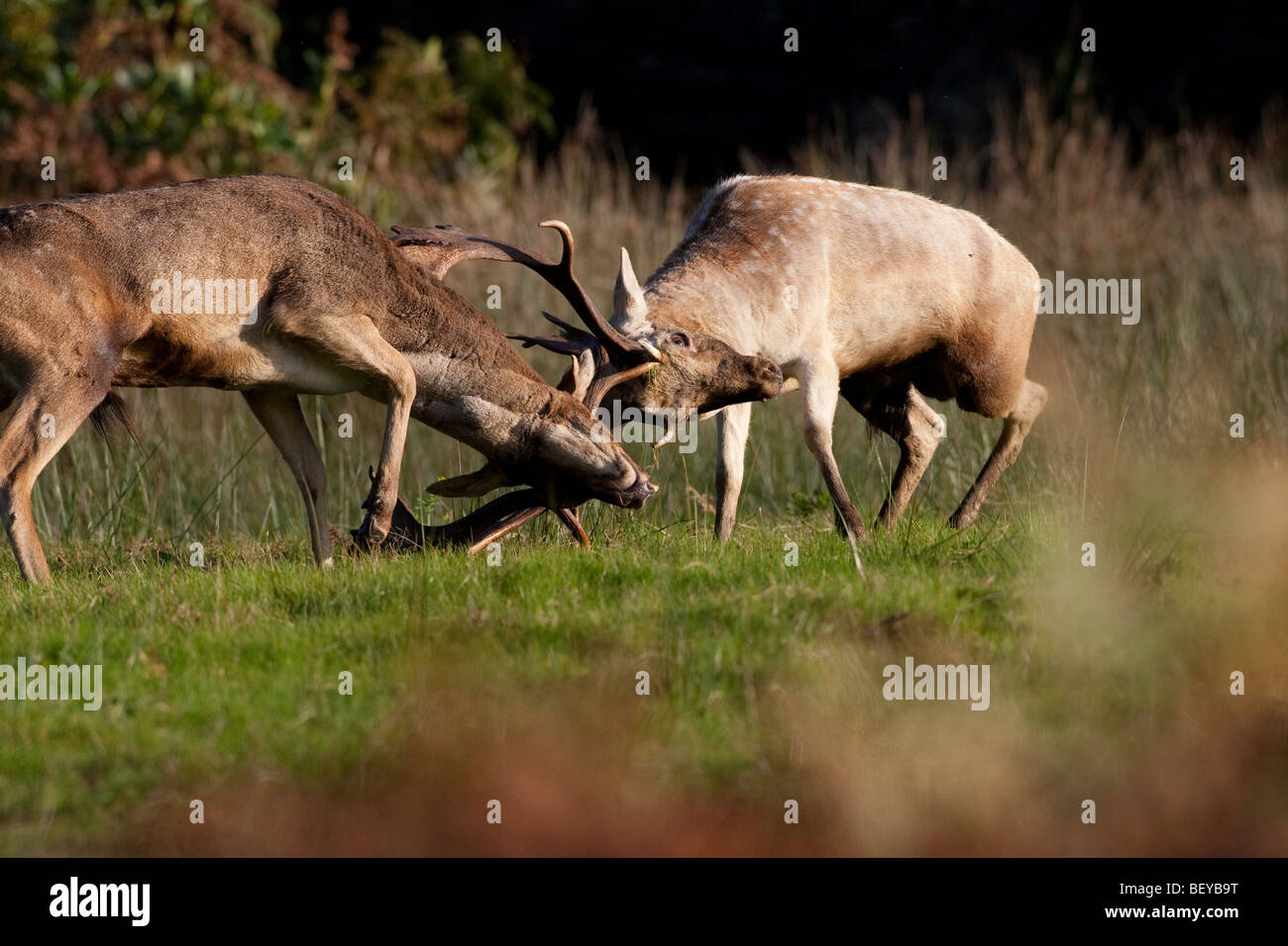 Rutting fallow deer locking antlers Stock Photo - Alamy