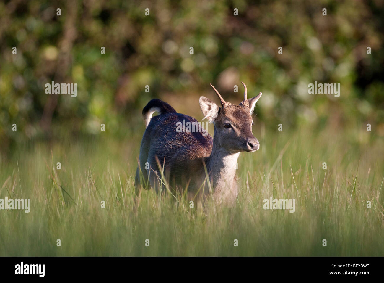 Fallow deer running towards camera Stock Photo