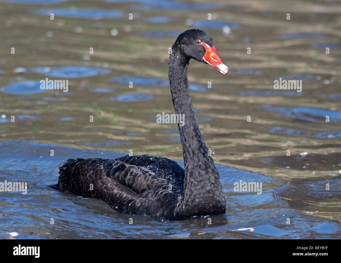 Australian Black Swan (cygnus atratus) Stock Photo