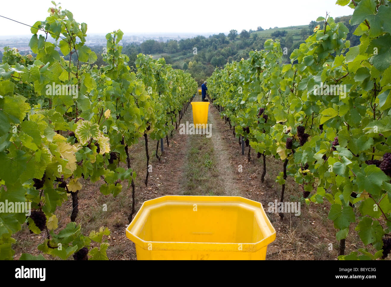 plastic yellow bins for grapes harvest - Alsace - France Stock Photo