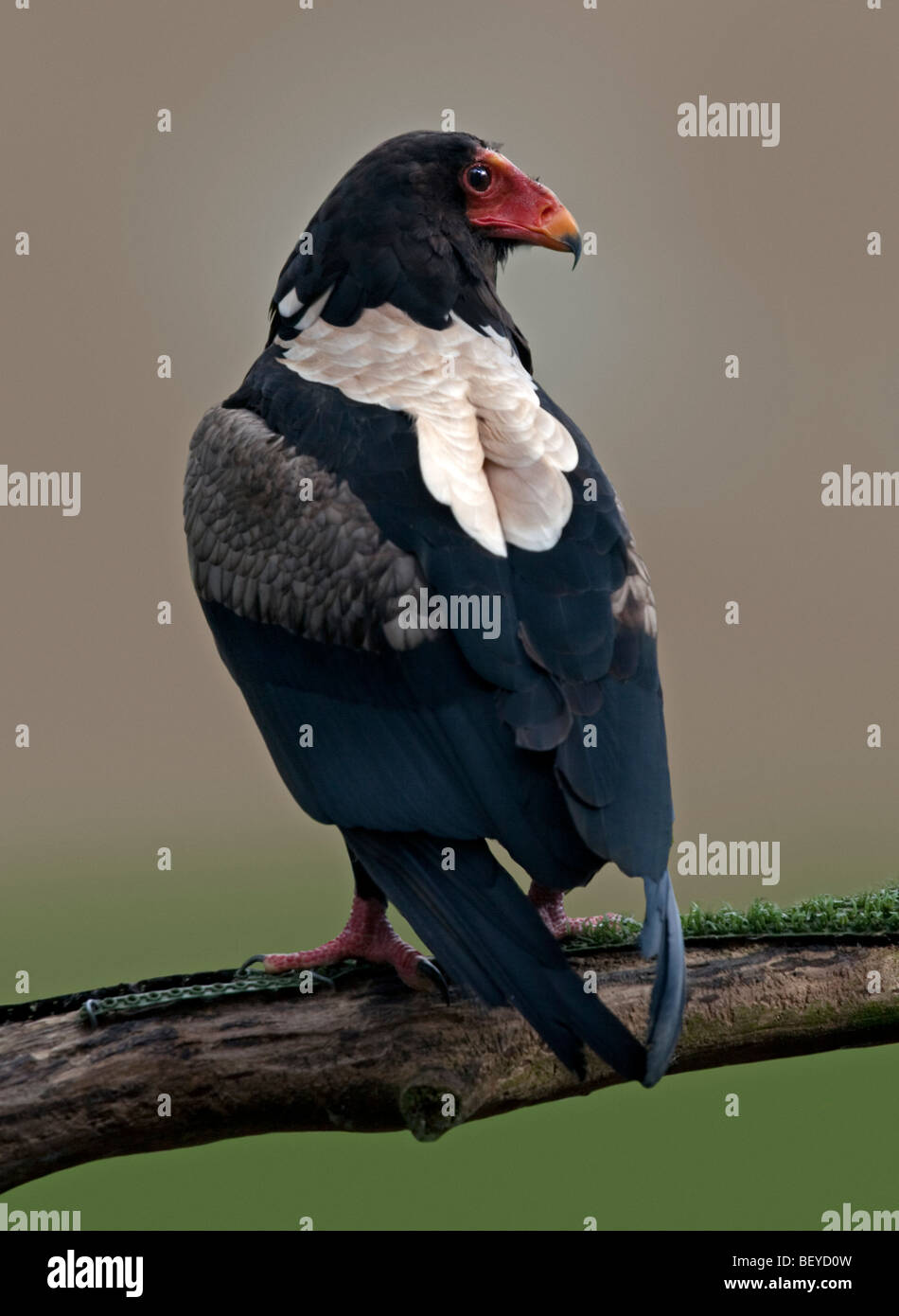 Bateleur Eagle (terathopius ecaudata) Stock Photo