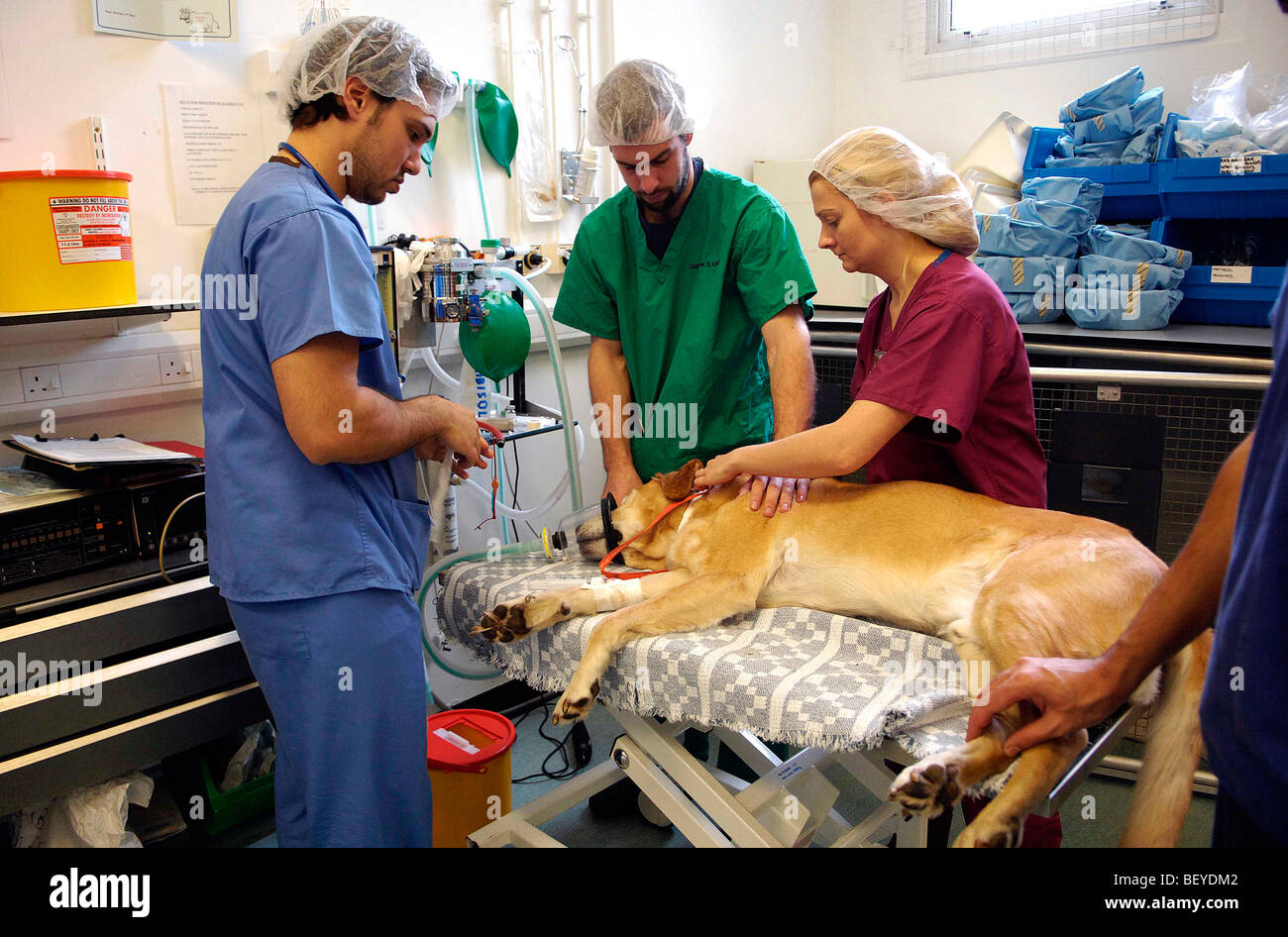 Small animal surgery hi-res stock photography and images - Alamy Small animal surgery hi-res stock photography and images - Alamy