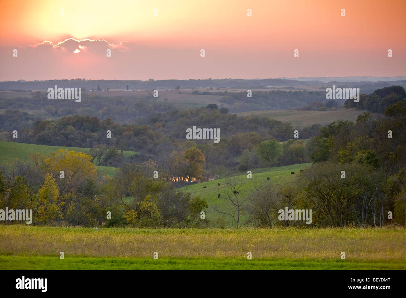 Sunset over rural Iowa landscape of pasture, cattle and woodlands north of Waukon, Iowa, USA Stock Photo