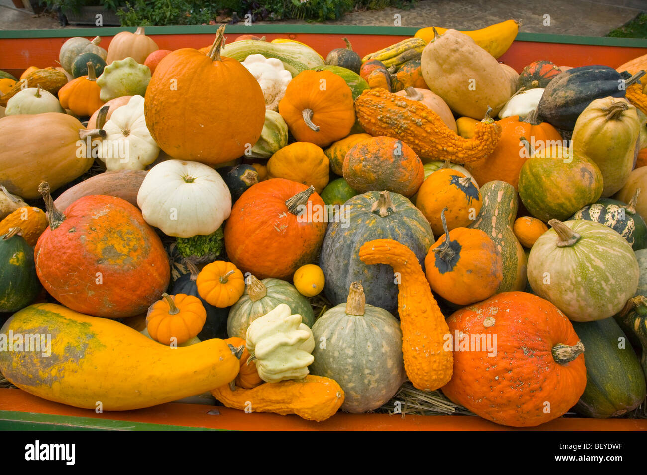 Autumn harvest display of gourds, squash, pumpkins and cucurbits at Seed Savers Heritage Farm, near Decorah, Iowa Stock Photo