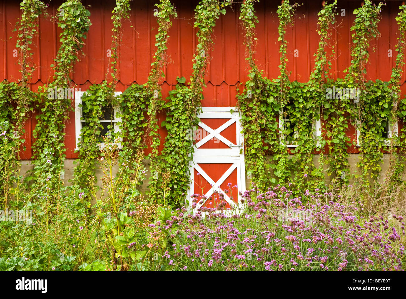 Beans trellised on red barn at Seed Savers Heritage Farm, near Decorah, Iowa, USA Stock Photo