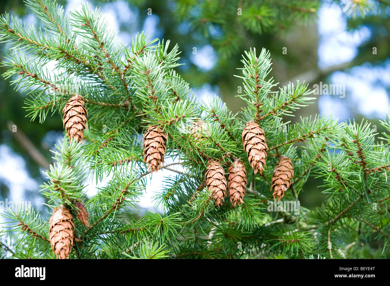 Green Pine tree with a few nice cones..Douglas-fir. Stock Photo