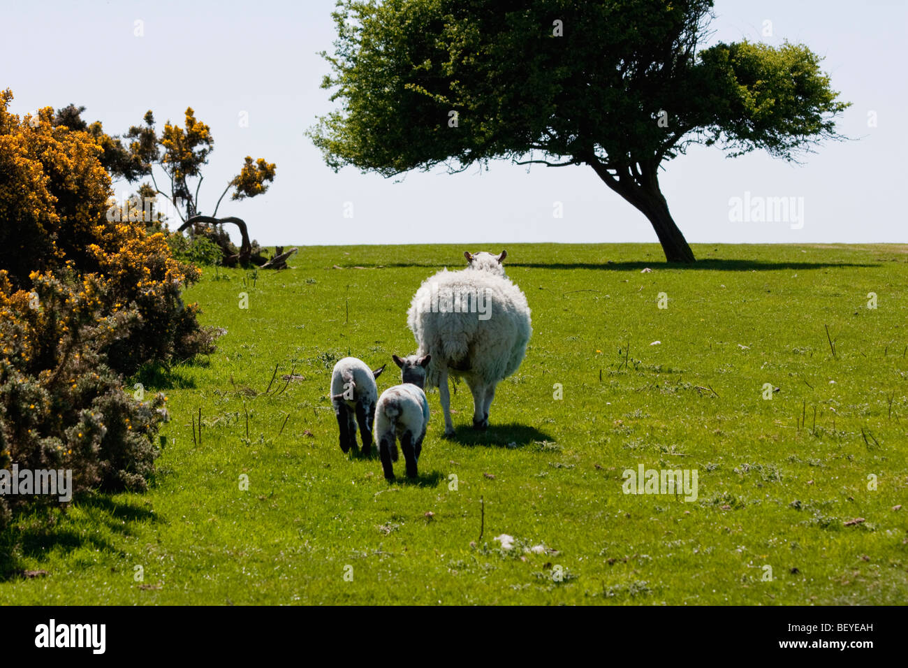 Two lambs following their mother up a small hill. Stock Photo