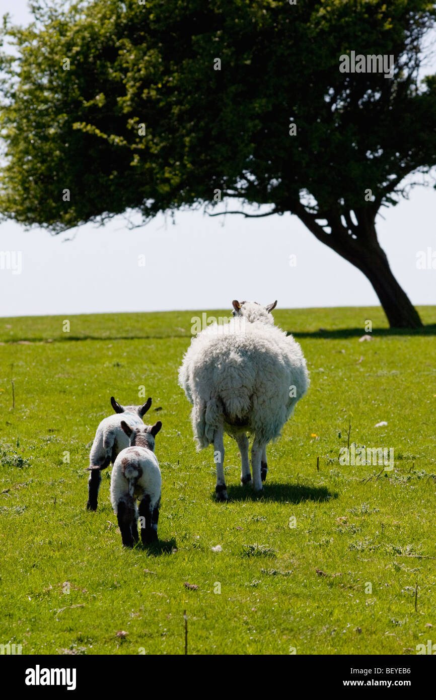 Two lambs following their mother up a small hill. Stock Photo