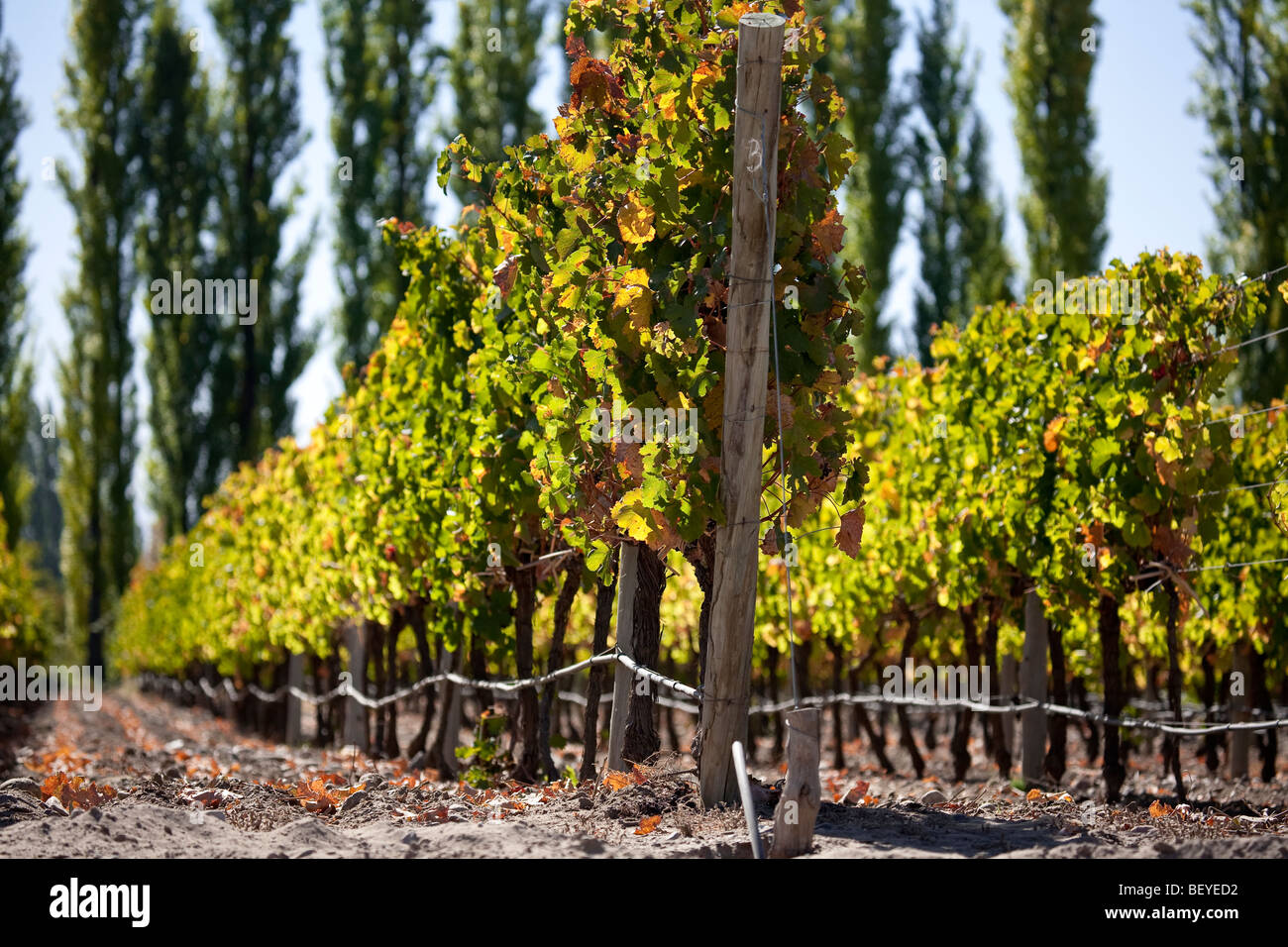 Vineyard in Uco Valley, detail of drop by drop irrigation system, Tupungato, Mendoza province, Central Andes, Argentina Stock Photo