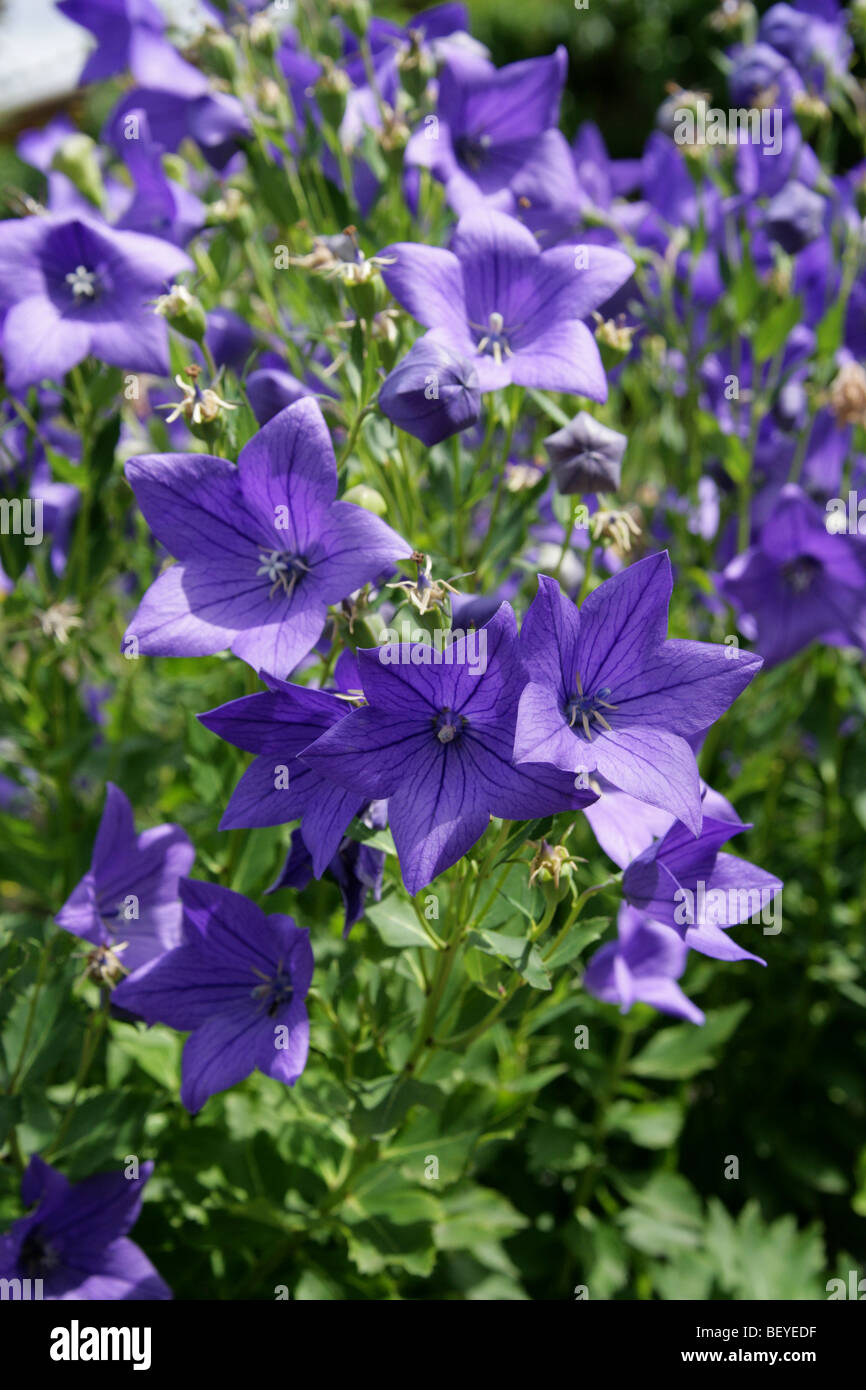 Chinese Bellflower, Platycodon grandiflorus "Apoyama", Campanulaceae