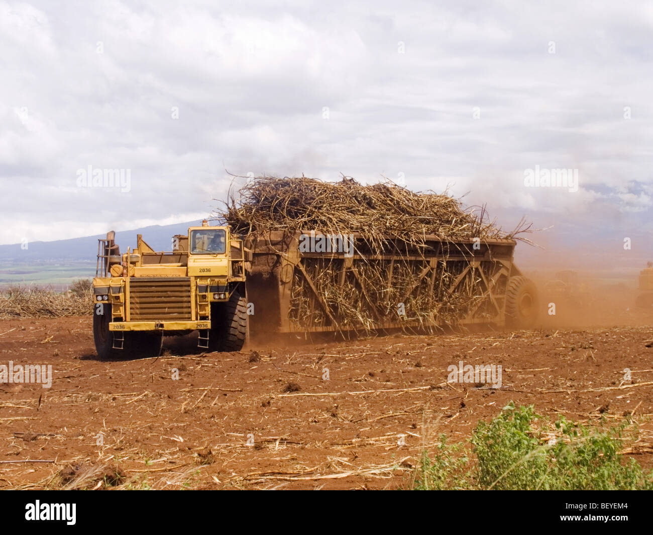 Sugar Cane Harvesting Maui, Hawaii Stock Photo