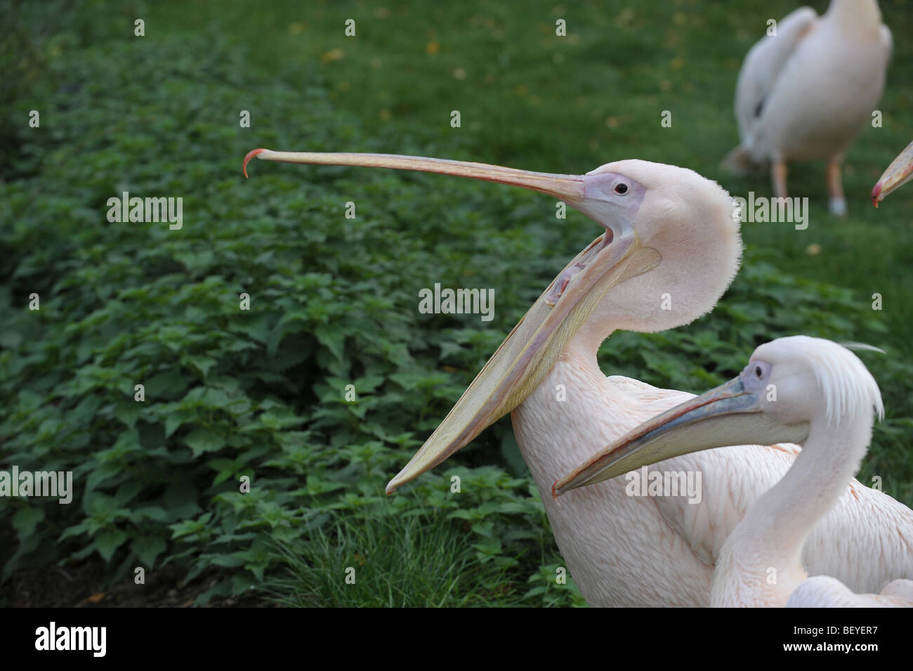 Pelican mouth wide open, shrieking, zoo, London, Stock Photo