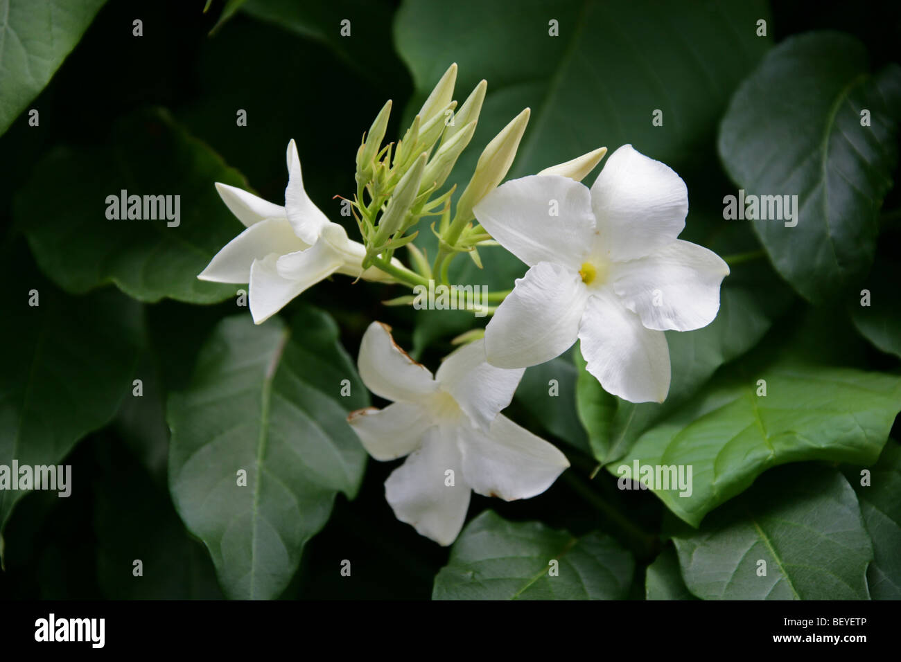 Chilean Jasmine, Mandevilla laxa, Apocynaceae, Argentina, South America Stock Photo