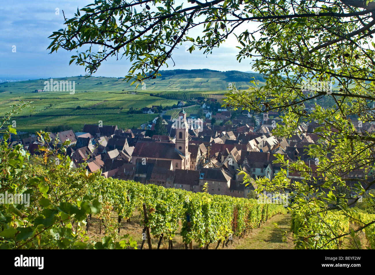 Autumnal colour in the Schoenenbourg vineyards above the medieval historic village of Riquewihr Route des Vins Alsace France Stock Photo