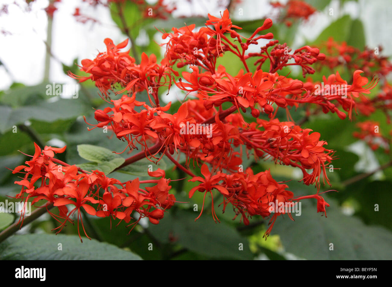 Clerodendron, Flaming Glory Bower, Giant Salvia, Javanese Glorybower, Pagoda Flower, Clerodendrum speciosissimuum, Lamiaceae Stock Photo