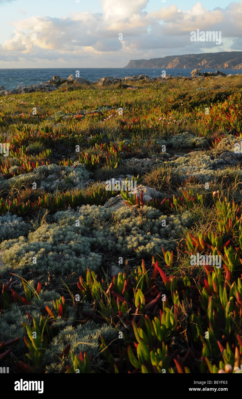 Vegetation next to the sea,  Portugal Coast, Near Aveiro. Stock Photo