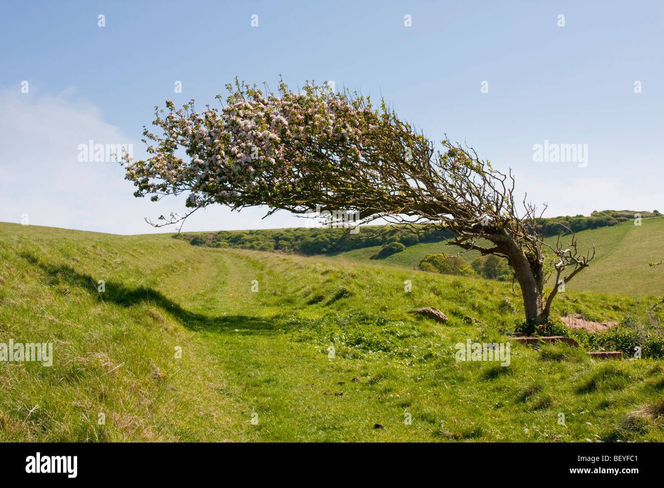 Wind blown tree hires stock photography and images Alamy