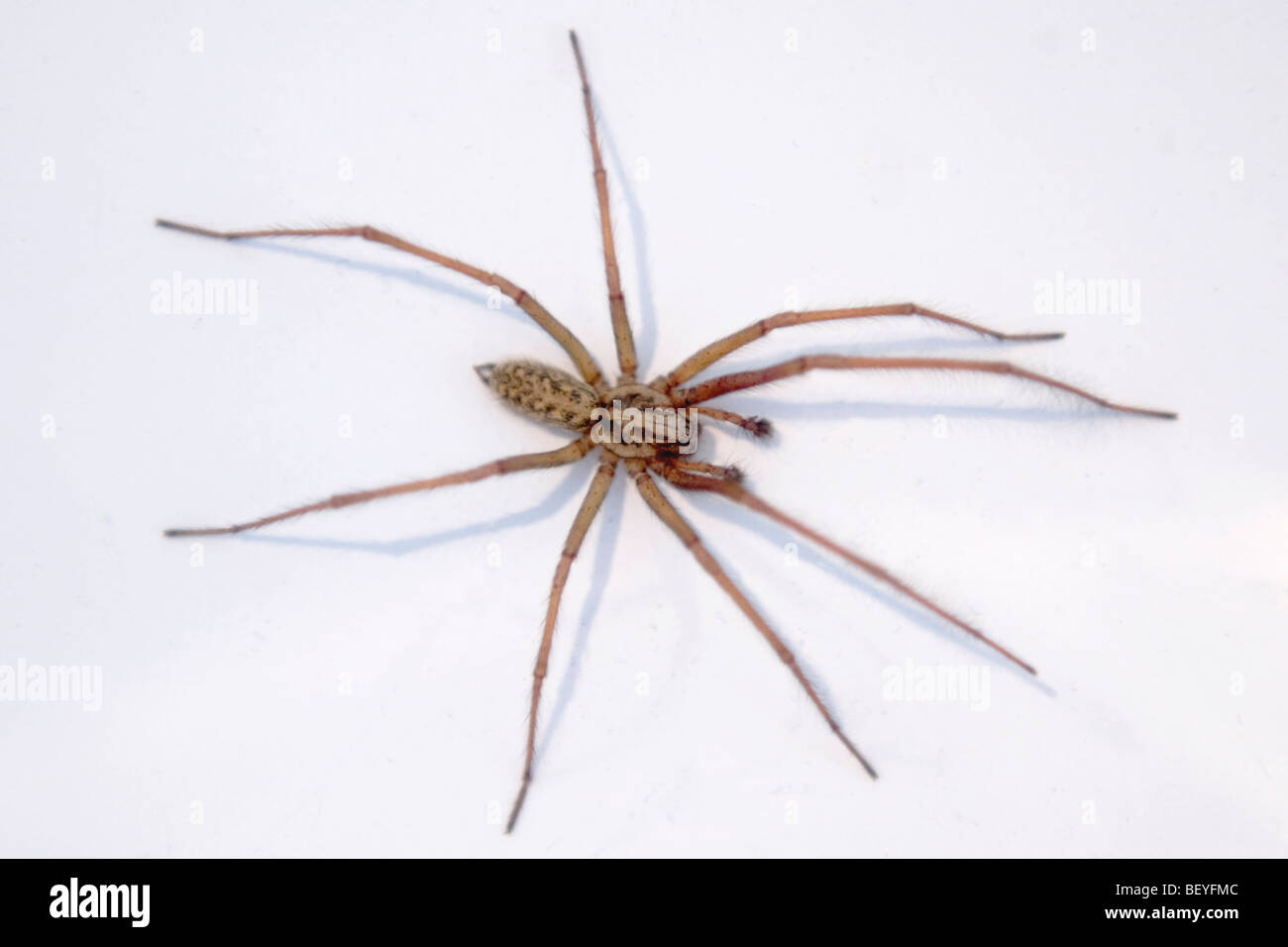 England , London , Common European Giant House Spider or Tegenaria Gigantea AKA Domestica Stock Photo