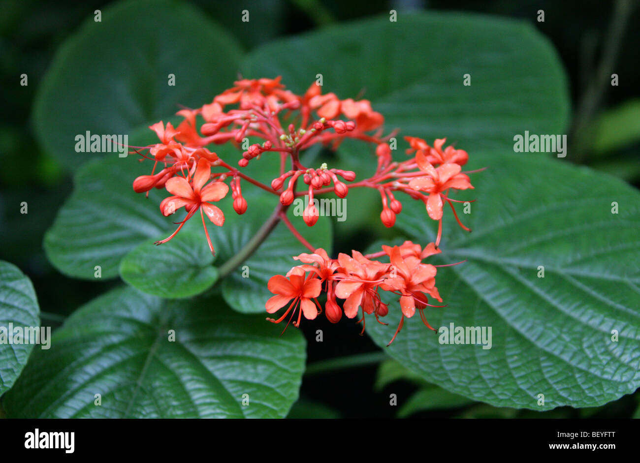 Clerodendron, Flaming Glory Bower, Giant Salvia, Javanese Glorybower, Pagoda Flower, Clerodendrum speciosissimuum, Lamiaceae Stock Photo