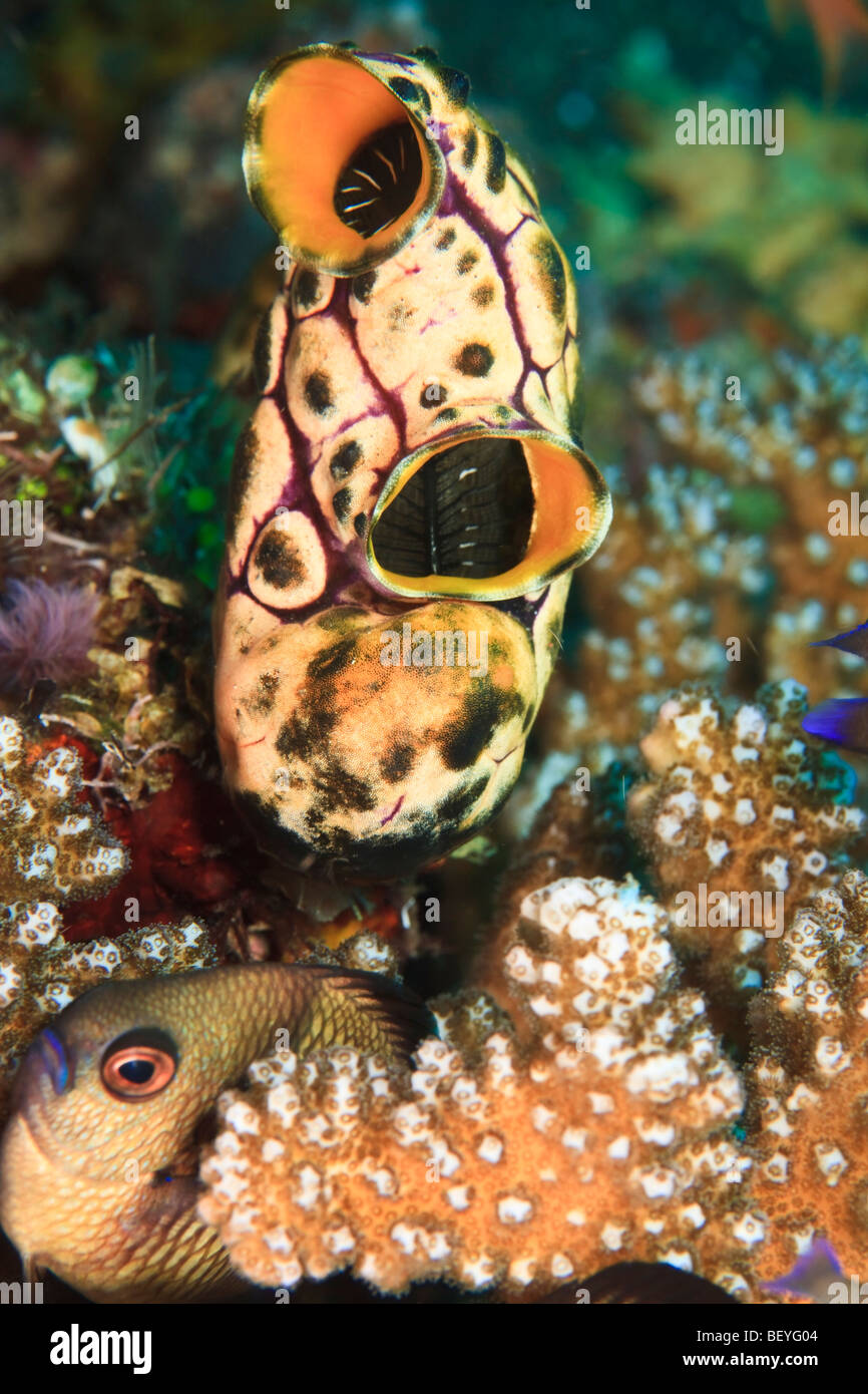 Sea squirt on coral reef with damsel fish hiding by it's side Stock Photo