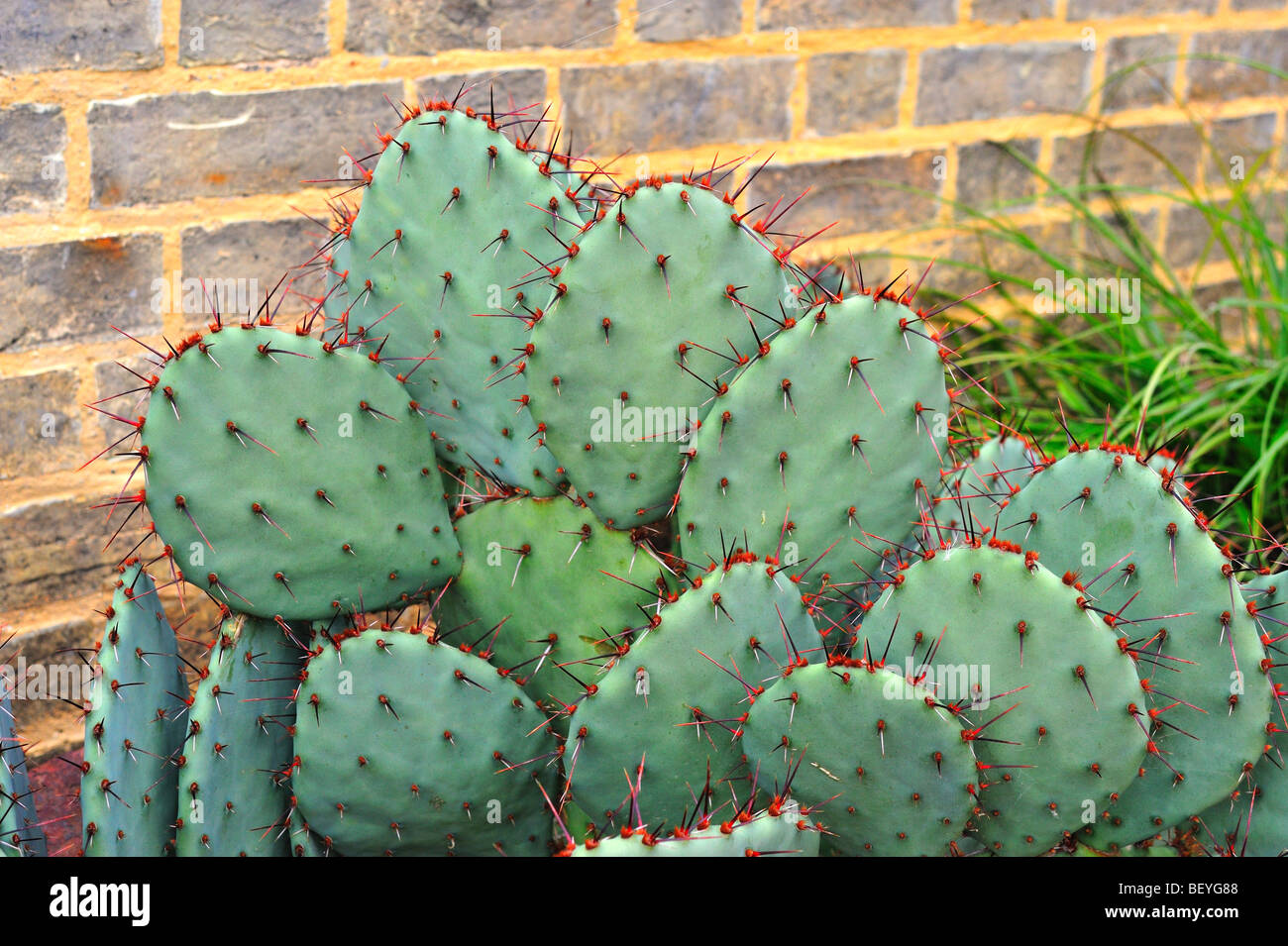 Prickly Pear Cactus Stock Photo - Alamy